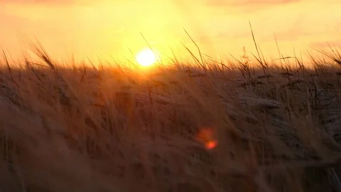 A view of field, where wheat is stirring against the sunset Video stock 91742323
