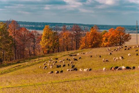 View of a field, on which sheep are grazed, Mari El, Russia Stock Photos