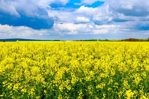 View of a field of yellow rapeseed rape. Biofuels. Stock Photos