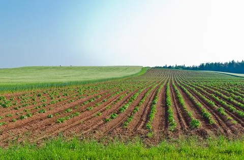 View of fields and forests Stock Photos