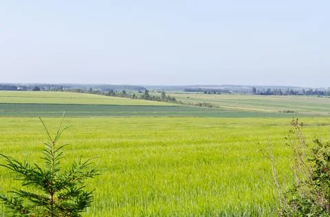 View of fields and forests Stock Photos