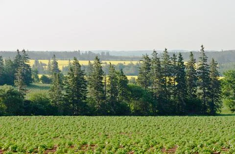 View of fields and forests Stock Photos