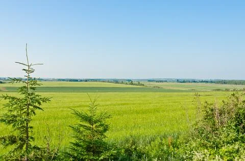 View of fields and forests Stock Photos