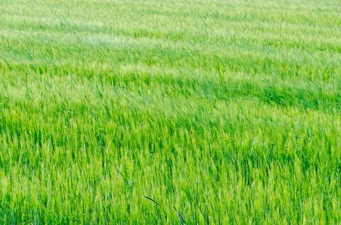 View of fields and forests Stock Photos