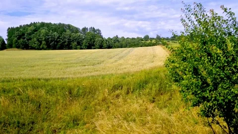 View of fields and meadows from a moving train. Stock Footage 252176973