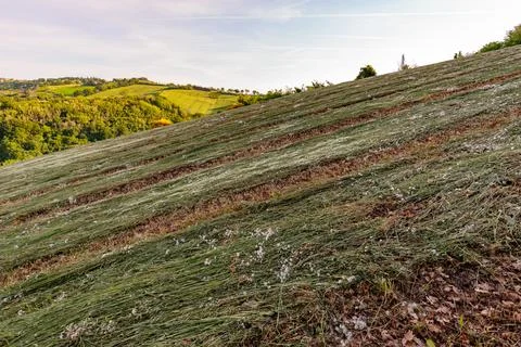 View of the fields and trees near Belvedere Fogliense in the Marche region of Фото