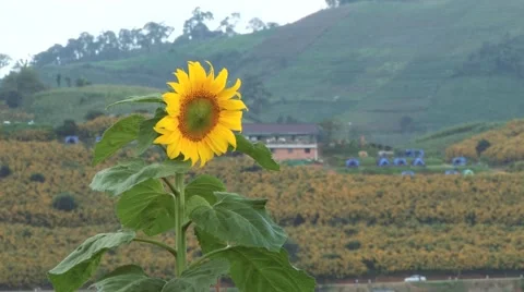 View to the fields of the Doi Mon Jam Royal Agricultural Station, Thailand. Video stock 49486193