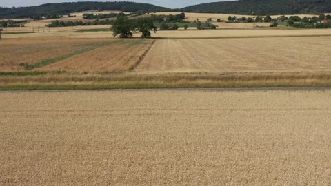 View of the fields at harvest in summer Stock Footage 201655401