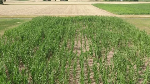 View of the fields at harvest in summer Stock Footage 201656563