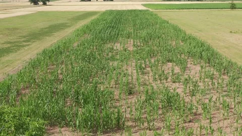 View of the fields at harvest in summer Stock Footage 201658126