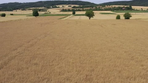 View of the fields at harvest in summer Stock Footage 201661702