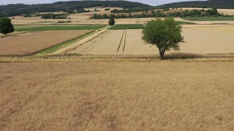 View of the fields at harvest in summer Stock Footage 201662724