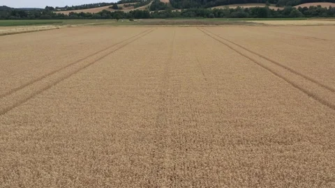 View of the fields at harvest in summer Stock Footage 201667152