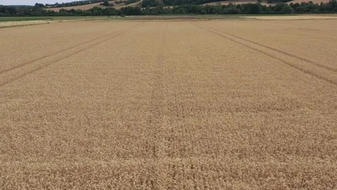 View of the fields at harvest in summer Stock Footage 201669289