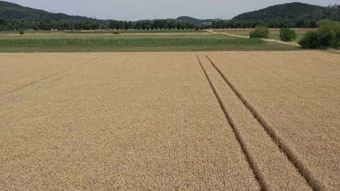 View of the fields at harvest in summer Stock Footage 201672638