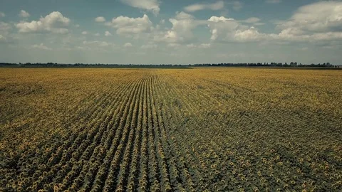 View of fields with wheat and sunflowers Stockbeeldmateriaal 77794204
