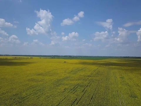 View of fields with wheat and sunflowers Vídeo Stock 77797795