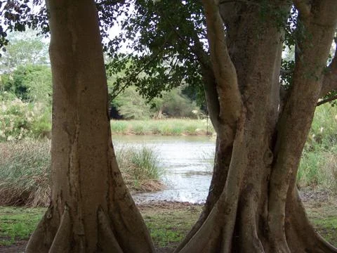 The view of a Fig Stock Photos