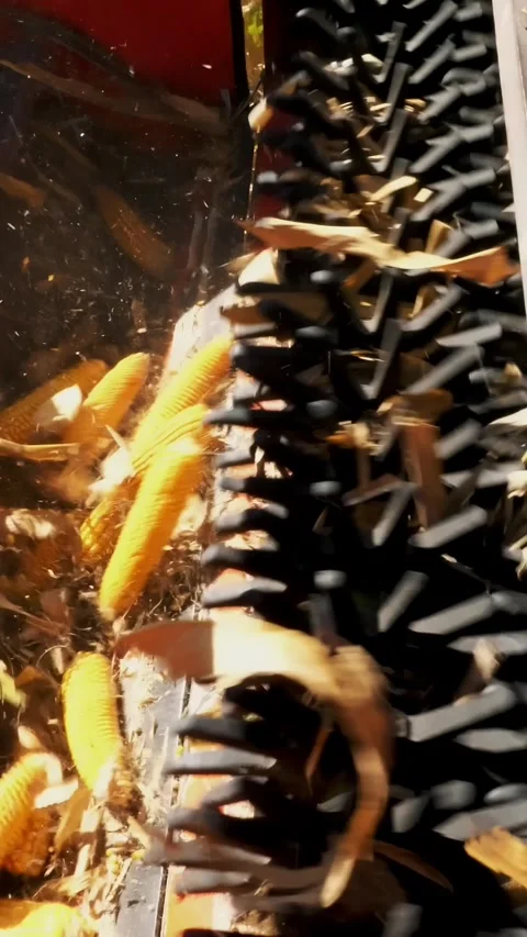 View of filtering process of Fresh ripe corncobs from leaves and stalks on big Stock Footage 314431888