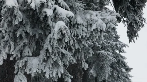 View of fir tree covered with snow Stock Footage 148037810