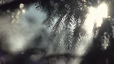View with fir tree, sun and falling water mist like snowfall in slow-mo Vidéo 90656845