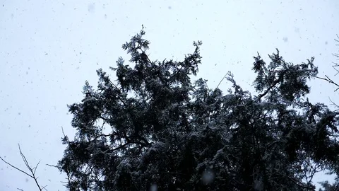 View up at a fir tree while it is snowing Stock Footage 85023810