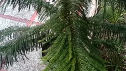 A view of fir trees Stock Footage 235602188