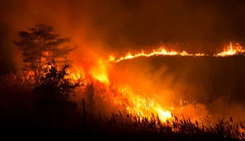 View of Fire Burning Grass and Trees at Night Stock Photos