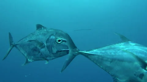 View of fish and in French Polynesia underwater world is like floating in sea. Video stock 236806367