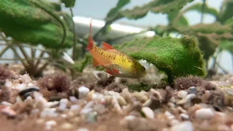 The view of the fish in the aquarium Stock Footage 236633772