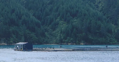 View of fish farm in Cook Strait, New Zealand, exclusive 4K Video stock 176549361