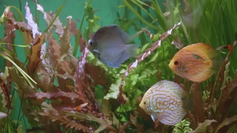 View of fish in a large aquarium Stock Footage 158325765