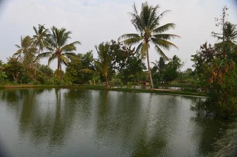 View of fish pond Stock Photos