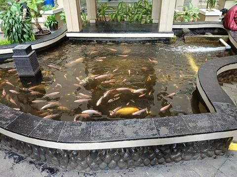 View of fish in the pool Stock Photos
