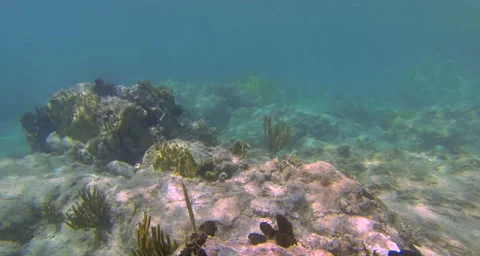 A view of fish in the reef from above Stock Footage 42832750