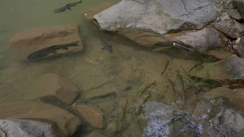 View of fish swimming in a shallow, clear riverbed surrounded by natural Stock Footage 295784585