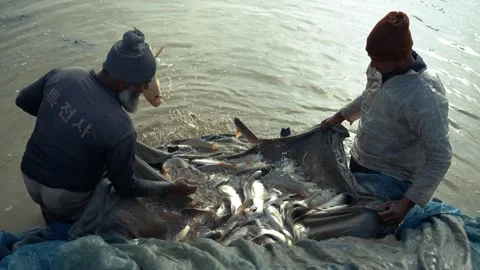 View of fishermen pulling a net full of fish in Karnal, India. Video stock 335486556