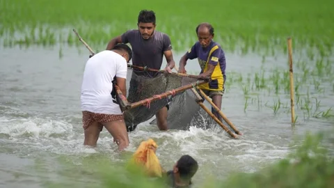 View of fishermen using traditional nets in a flooded field, Bangladesh. Video stock 335552500