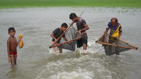 View of fishermen using traditional nets in flooded fields, Bangladesh. Stock Footage 335552539