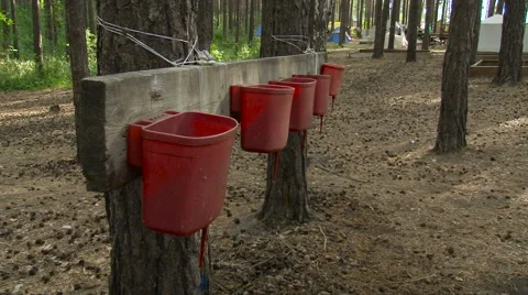 View of Five Red Plastic Washbasins in the Forest. Washbasins on Wood.savage Stock Footage 63352412