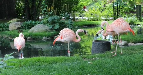 View of flamingo Stock Footage 250881651
