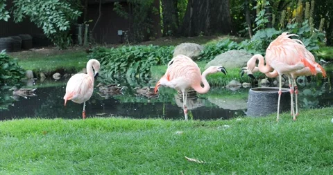 View of flamingo Stock Footage 252467231