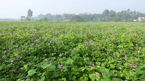 View of flat bean vegetable garden in winter season. Stock Footage 260387397