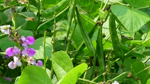 View of flat bean vegetable garden in winter season. Stock Footage 260463936