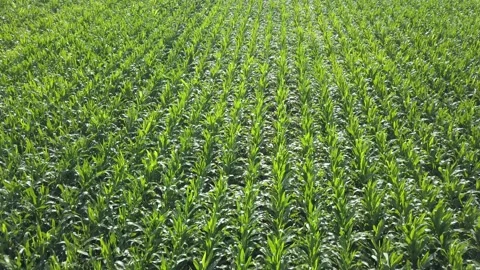 View of the flat rows of young corn Stock Footage 169328897