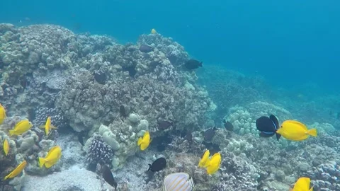 View of floating fish, coral reef in Hawaii Stock Footage 223517445