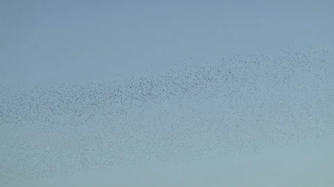 View of a flock of birds flying on the blue sky Stock Footage 305924322