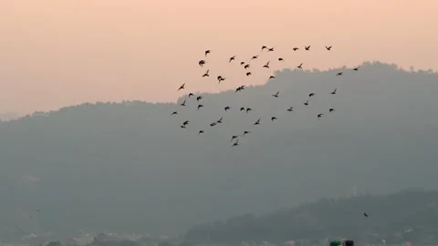 View of a flock of birds flying over a valley, Nepal. Vídeos de archivo 335607911