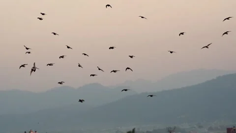 View of a flock of birds flying over hazy mountains in Nepal. Video stock 335607931
