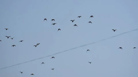 View of a flock of birds flying in the sky, Nepal. 動画素材 335607934